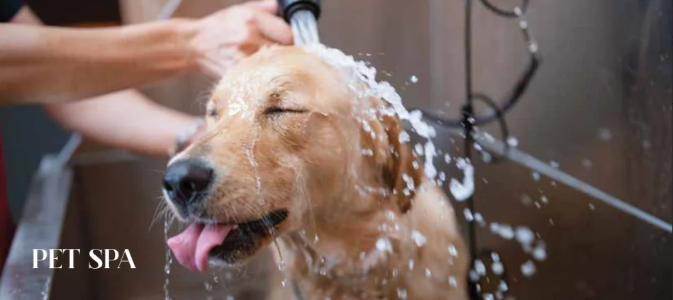 pet spa pet spa